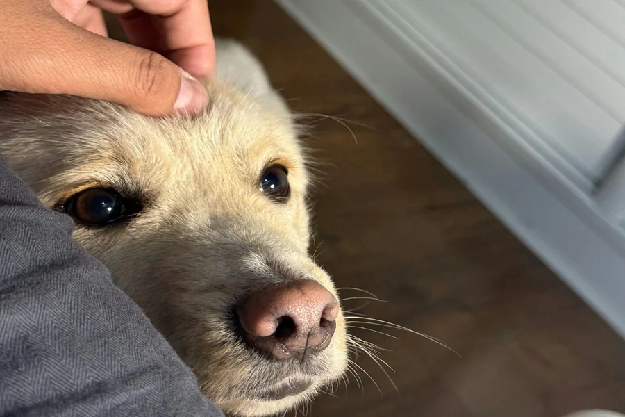 Family Pet