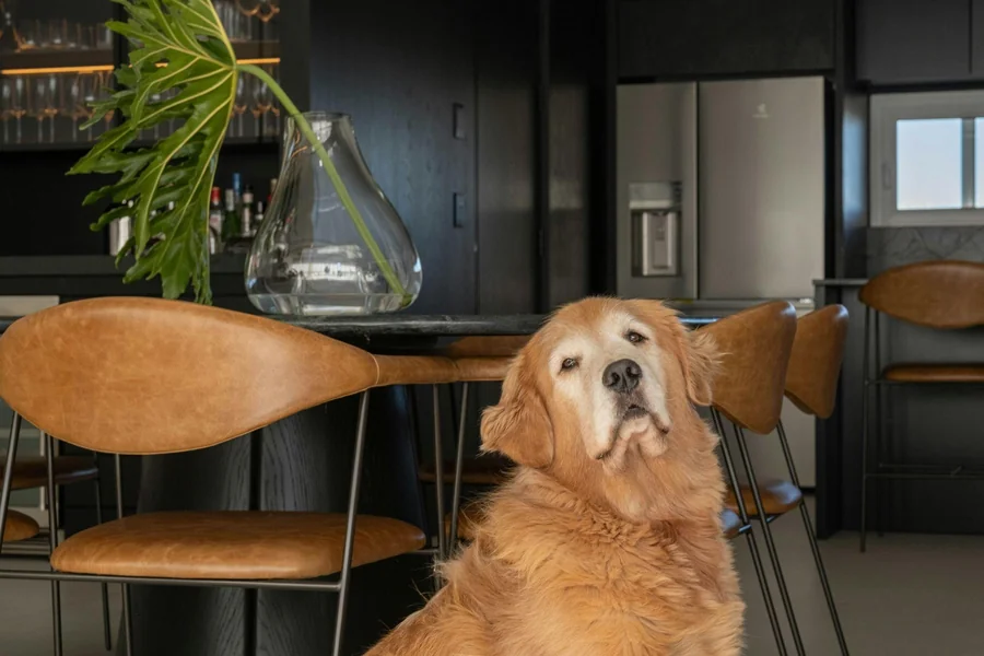 Family Pet